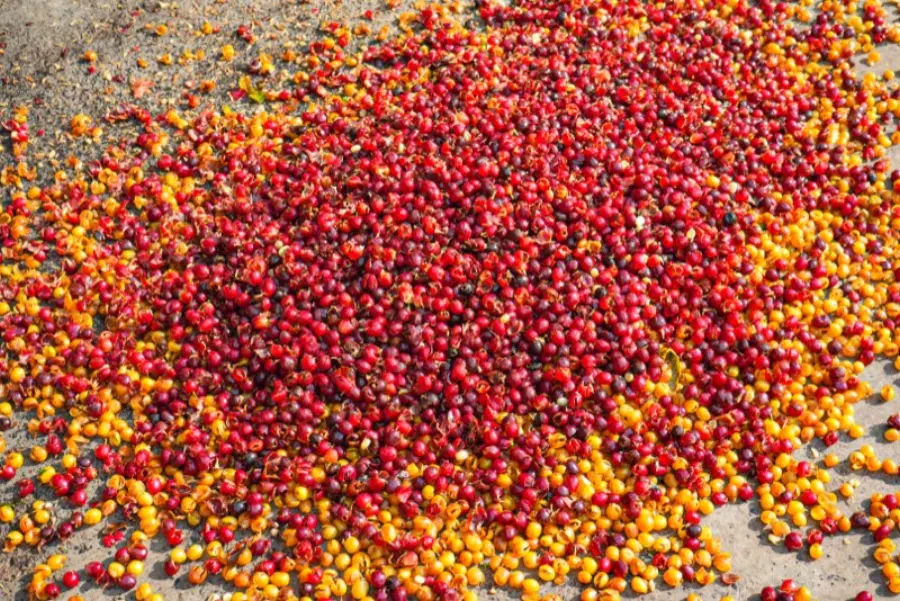 Cerezas de café secando al sol
