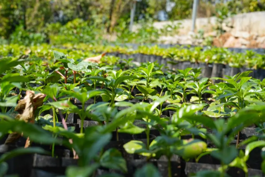 Plantas de café en vivero